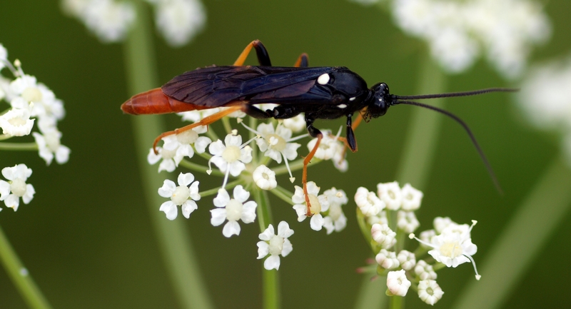 Hymenoptera Ichneumonidae